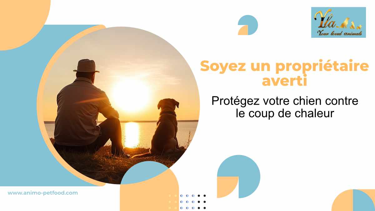 causes-du-coup-de-chaleur-chez-le-chien